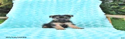 Yorkshire Terrier dogs for sale: Austin - Ad 1