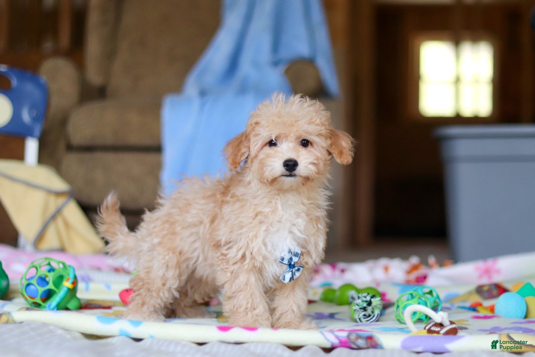 Havapoo dogs for sale: Max - Ad 2