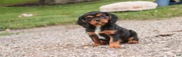 Cavalier King Charles Spaniel dogs for sale: Loki Cavalier King Charles Spaniel - Ad 7