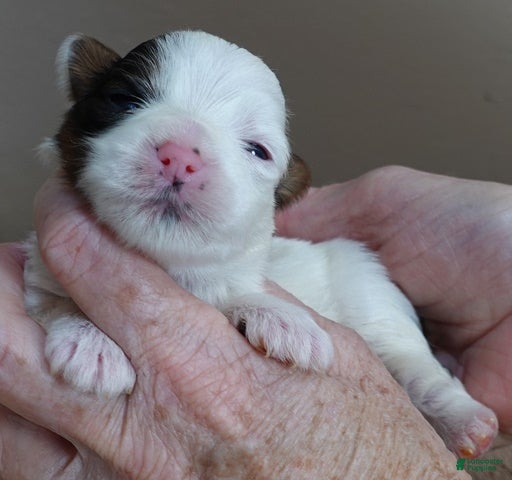 Yorkshire Terrier dogs Zuri exotic parti - Ad 21