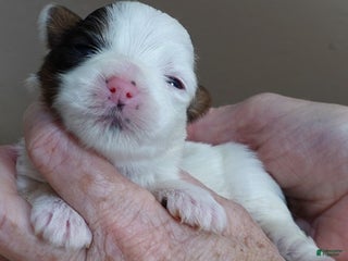 Yorkshire Terrier dogs Zuri exotic parti - Ad 17