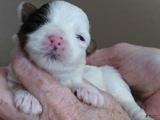 Yorkshire Terrier dogs Zuri exotic parti - Ad 14