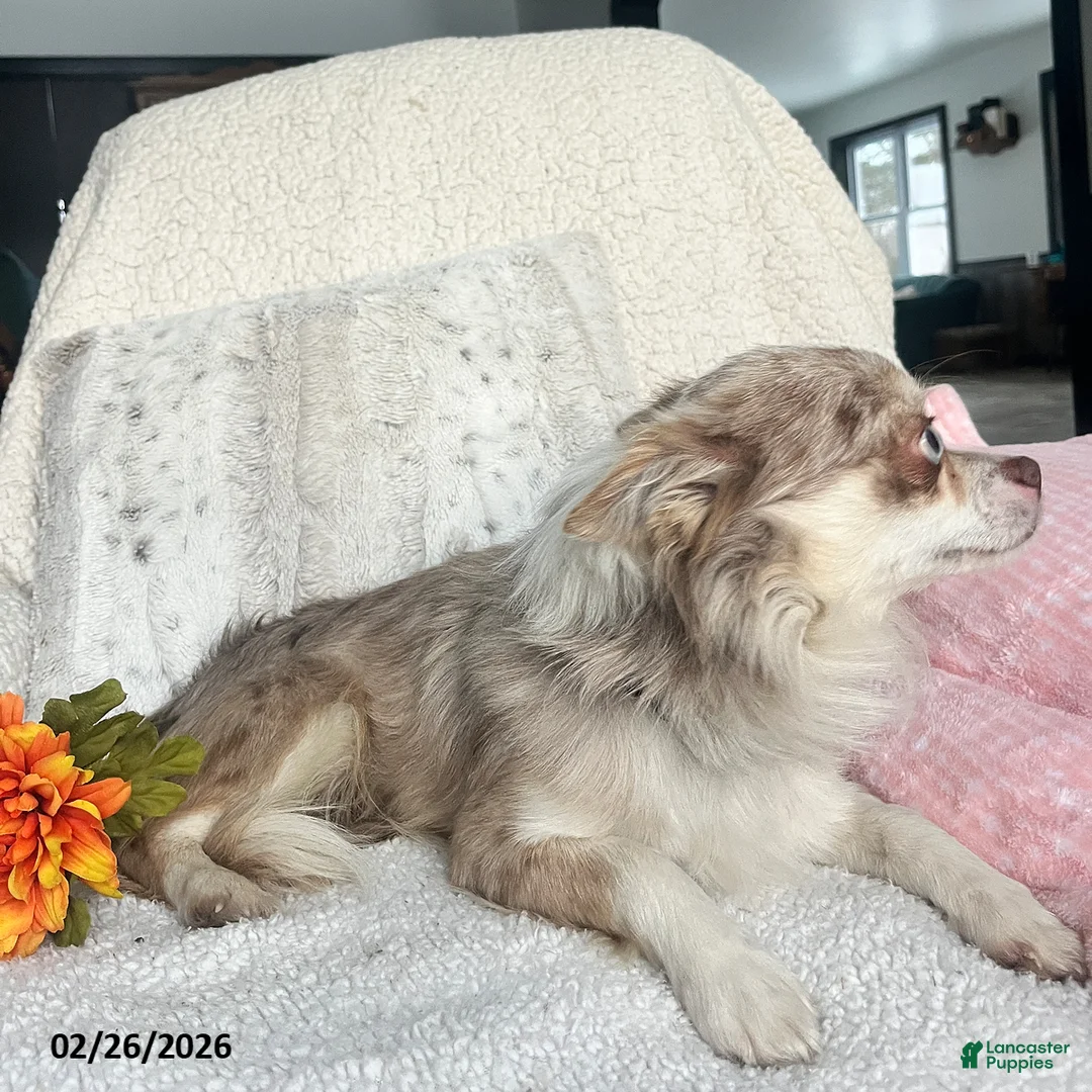 Chihuahua dogs for sale: Sparky - Ad 4