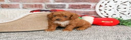 Cavapoo dogs for sale: Brewer - Ad 4