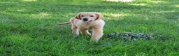 Golden Retriever dogs for sale: Georgie - Ad 2