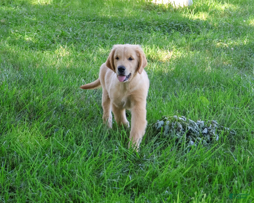 Golden Retriever dogs for sale: Georgie - Ad 2