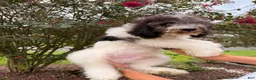 Goldendoodle dogs for sale: Champ - Ad 3