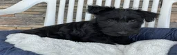 Scottish Terrier dogs for sale: Wanda - Ad 3