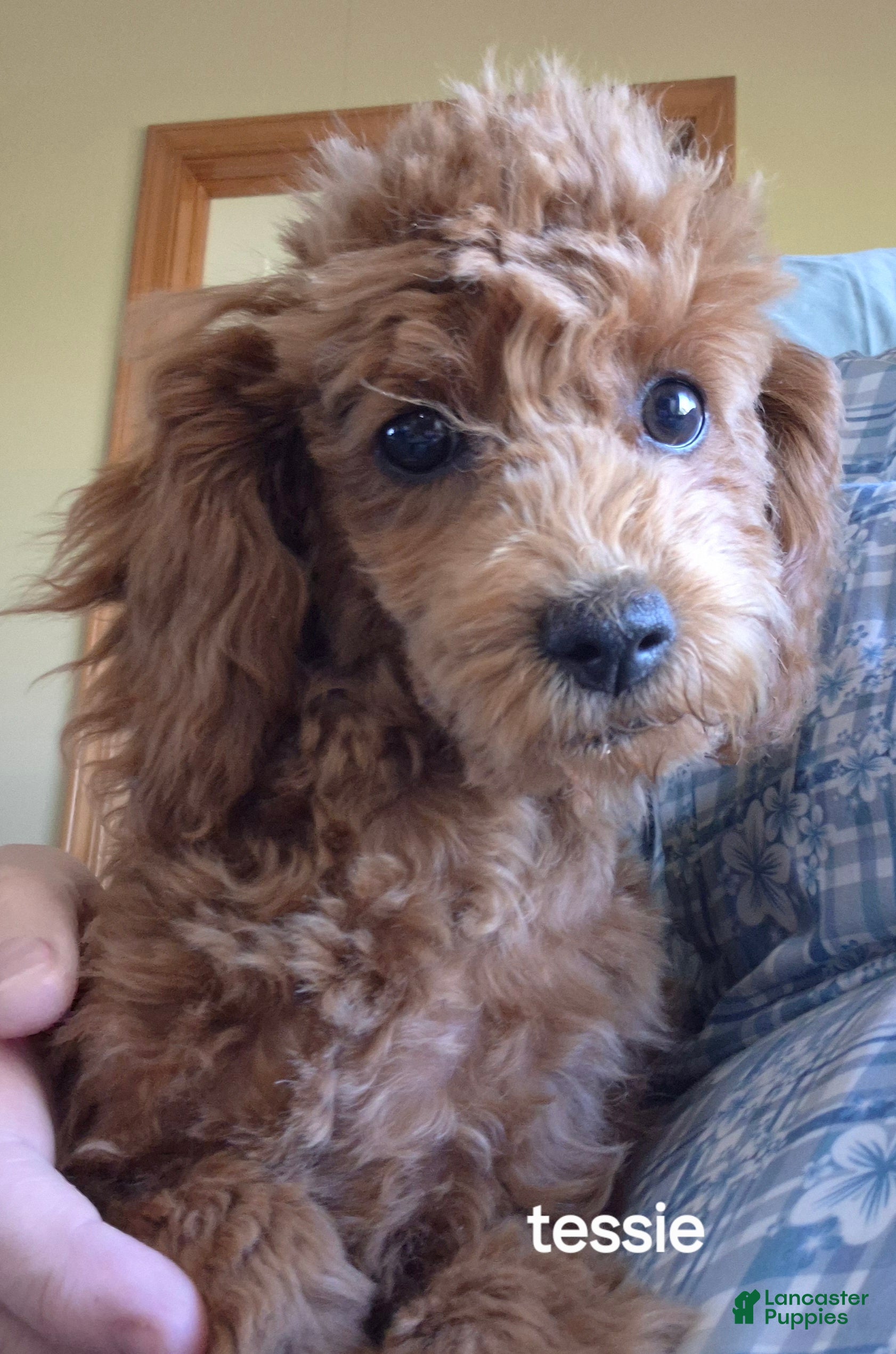 Toy Poodle dogs Tessie  - Ad 26