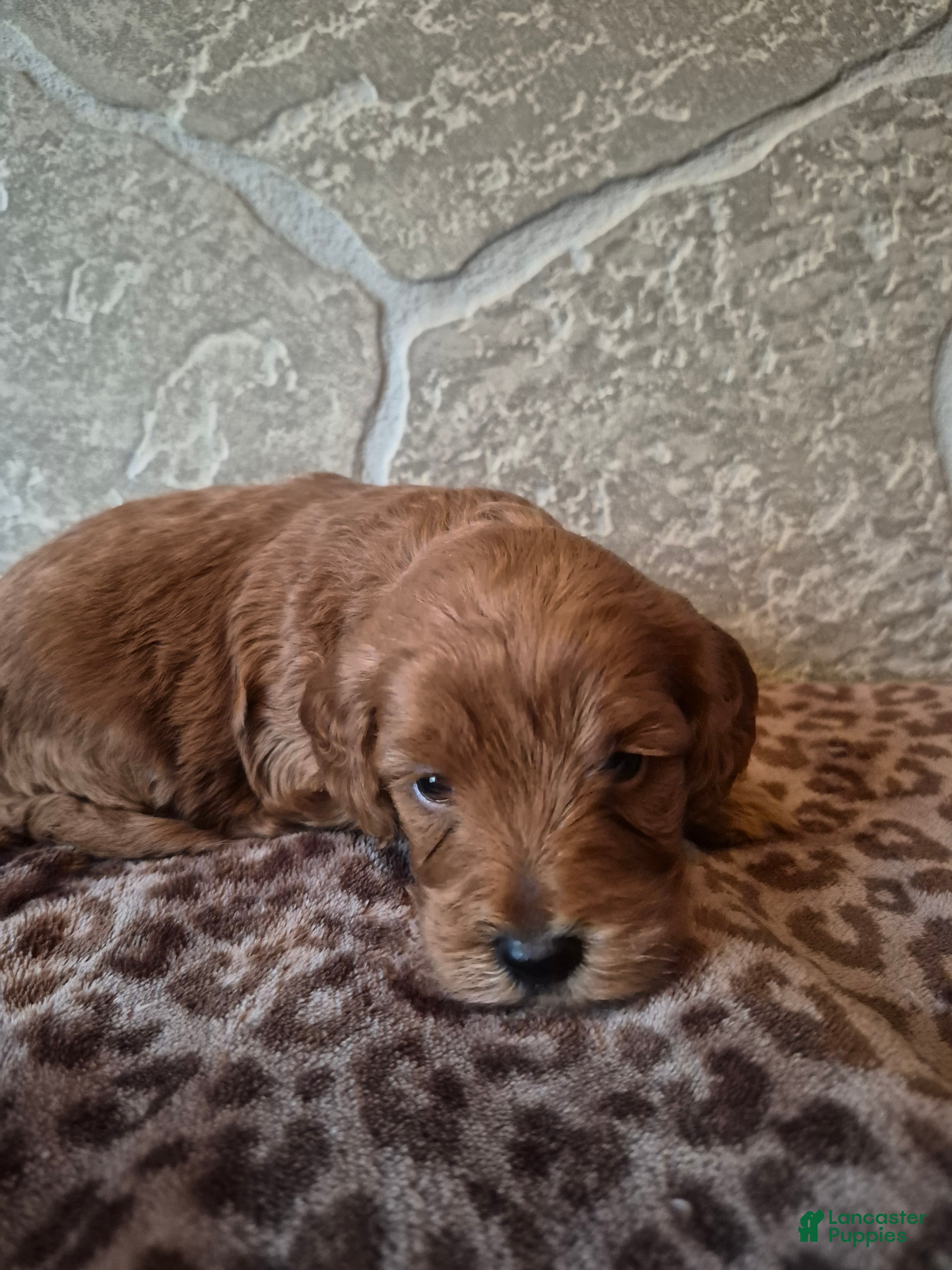 Cavapoo dogs Cinnamon  - Ad 2