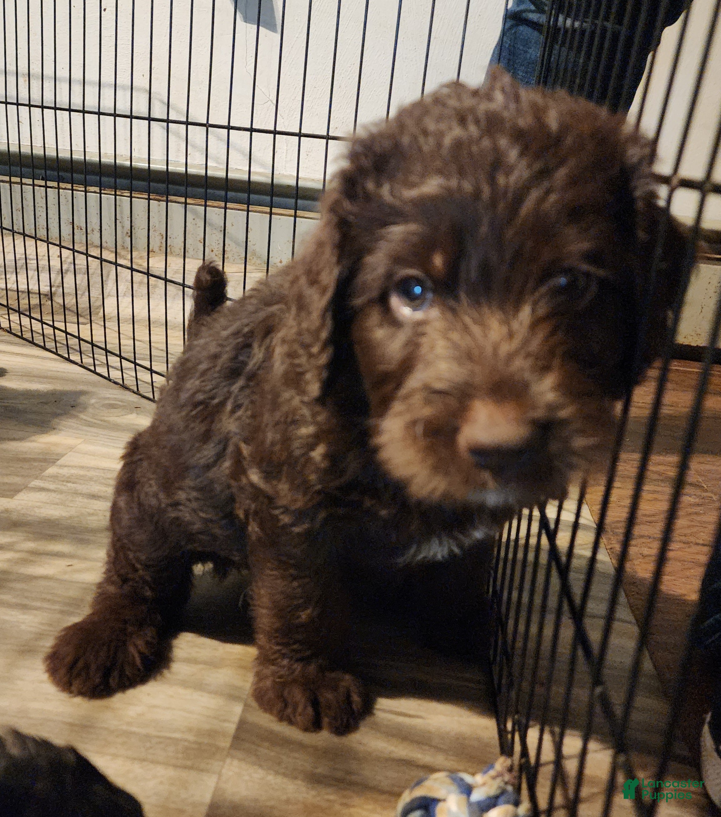 Labradoodle dogs Labradoodle chocolate black collar - Ad 2