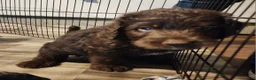 Labradoodle dogs for sale: Labradoodle chocolate black collar - Ad 5