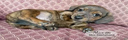 Miniature Dachshund dogs for sale: Max - Ad 2