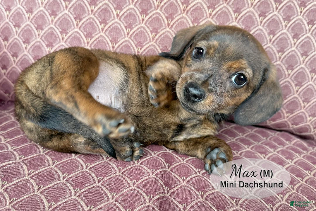 Miniature Dachshund dogs for sale: Max - Ad 2