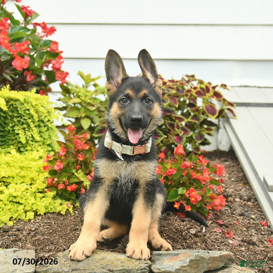 German Shepherd dogs Princess   - Ad 1