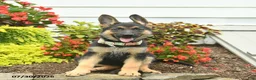 German Shepherd dogs for sale: Princess   - Ad 1