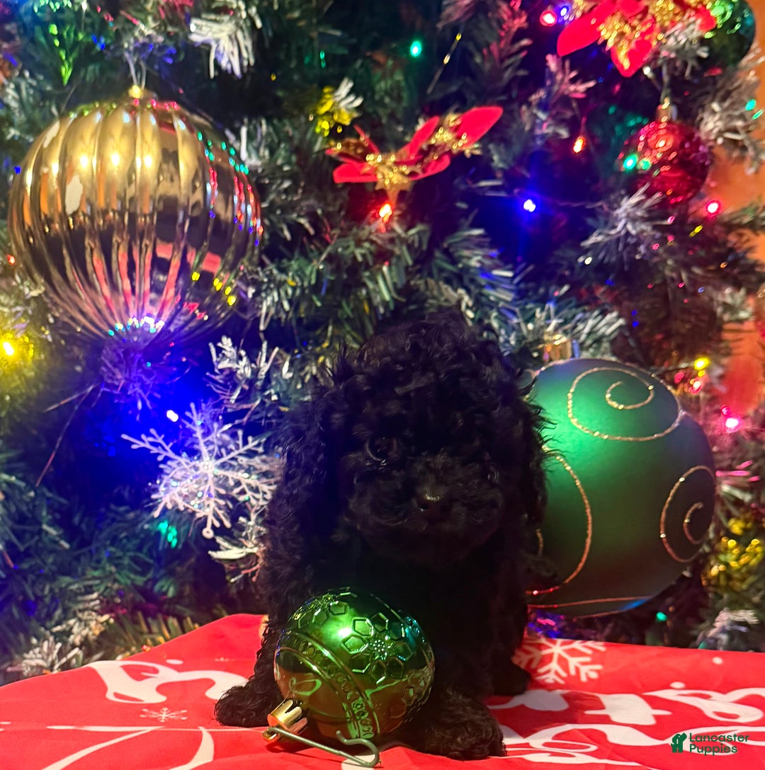 Toy Poodle dogs for sale: Toy Poodle Puppy 3 - Ad 2