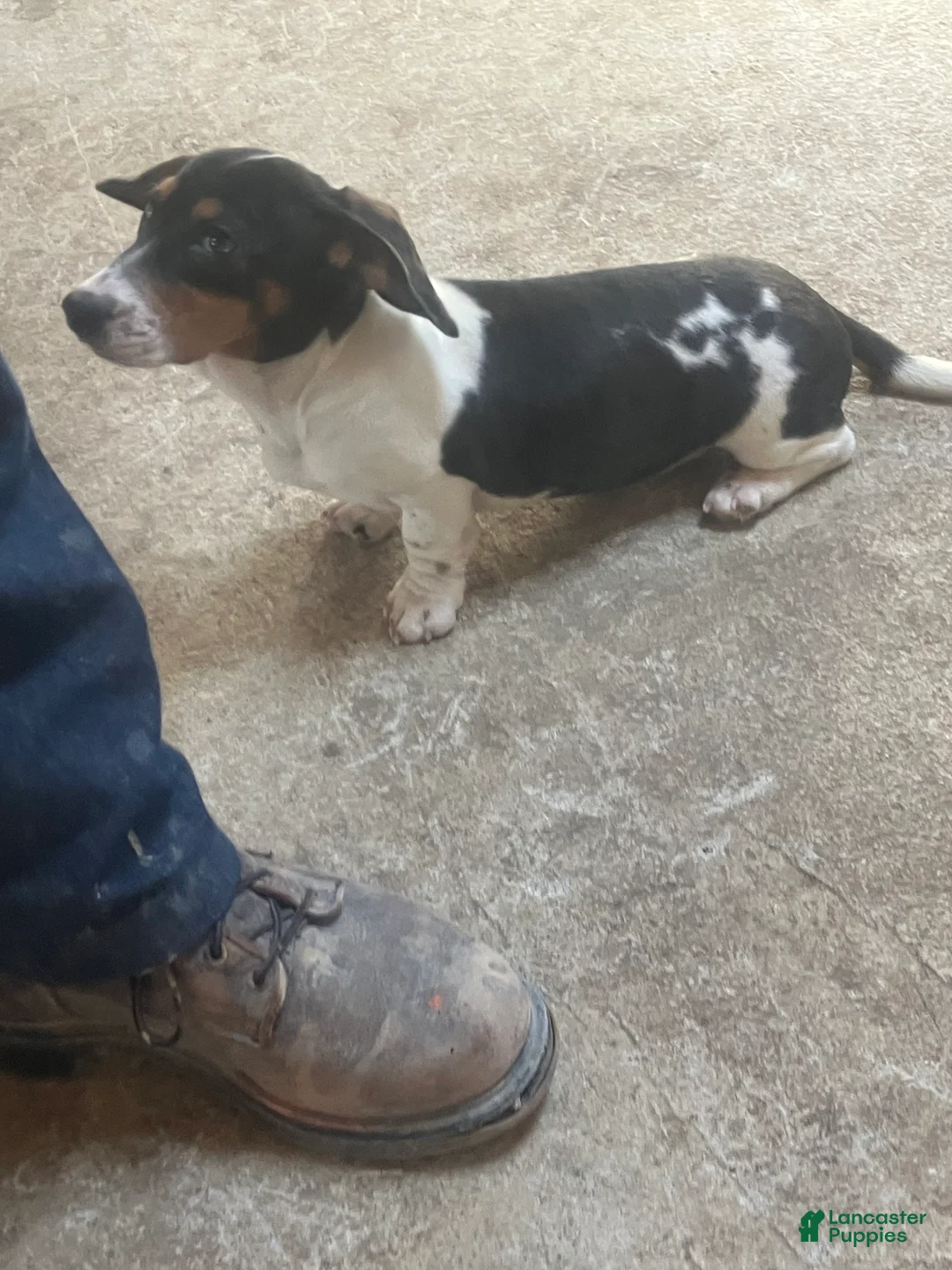Dachshund dogs for sale: Akc Amy - Ad 2