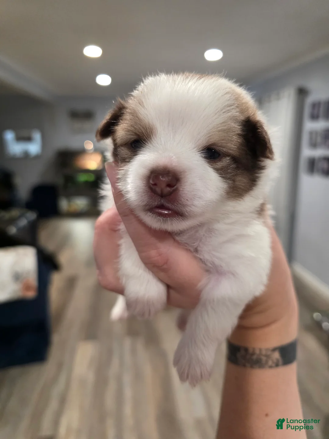 Pomeranian dogs for sale: Posey - Ad 2