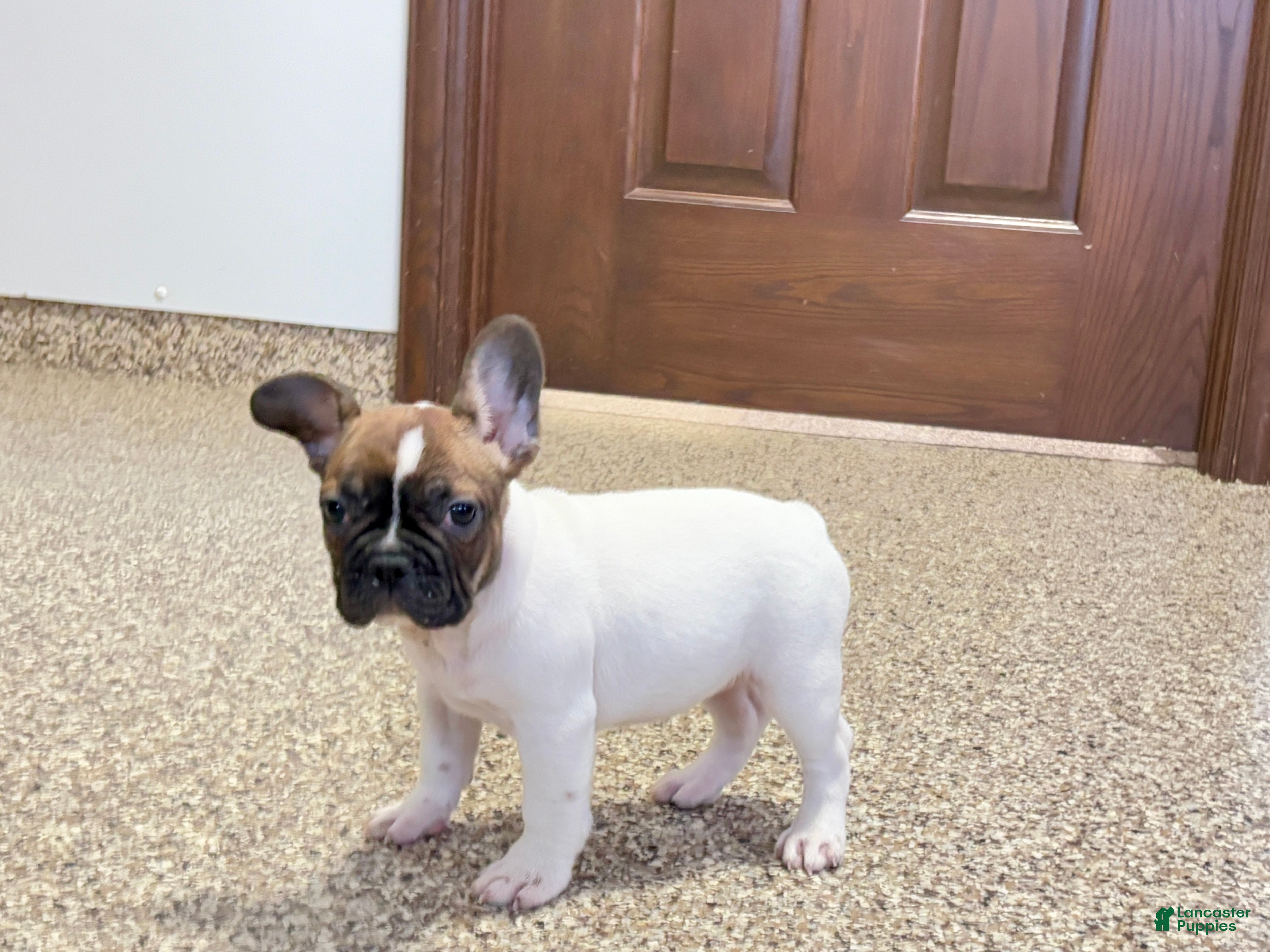 French Bulldog dogs French Bulldog Puppy 3 - Ad 26