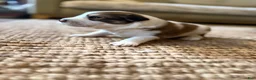 Mixed Breed dogs for sale: Moose  - Ad 3