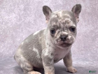 French Bulldog dogs Milo - Ad 19