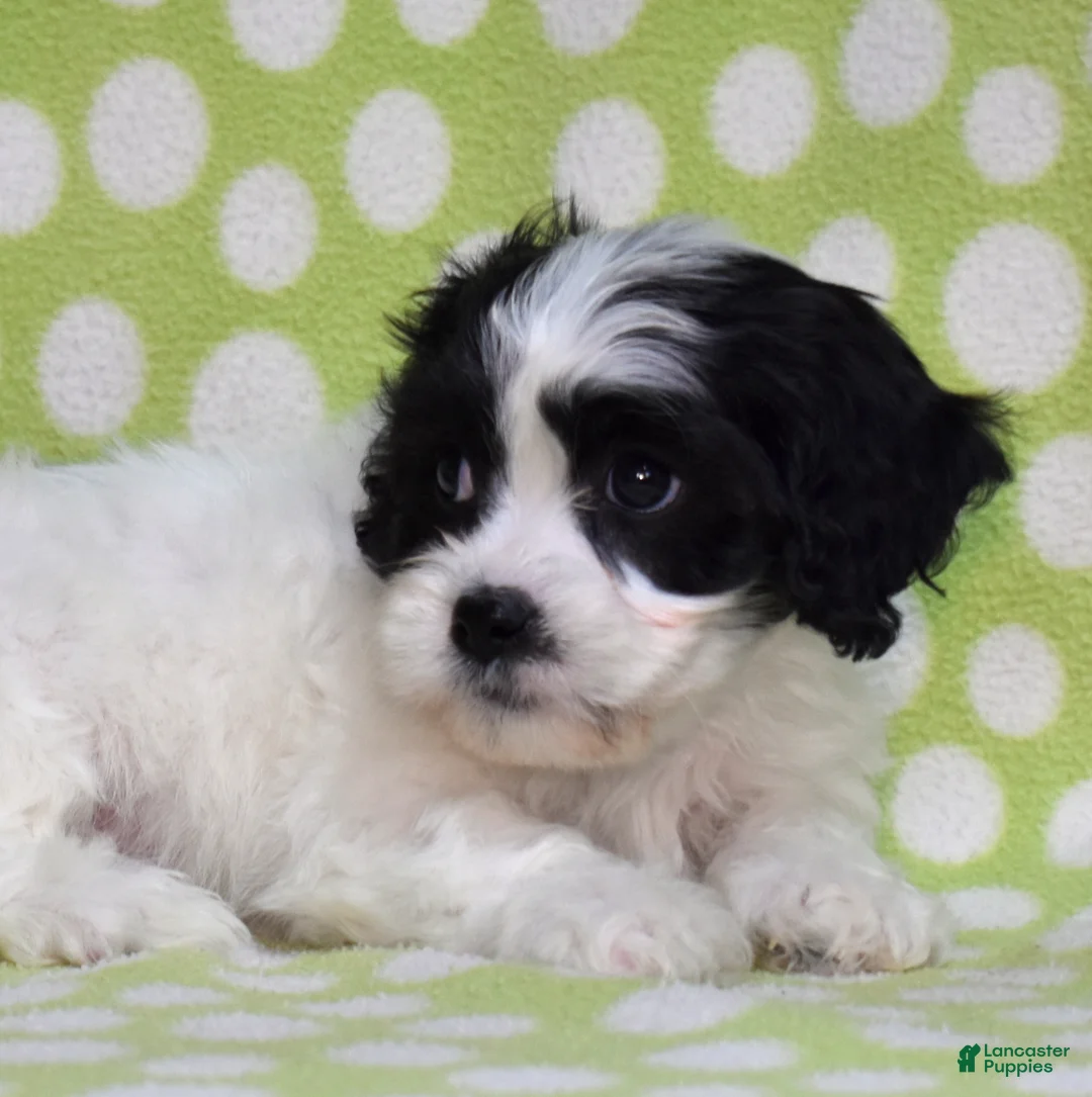 Cavachon dogs for sale: Patch  - Ad 1