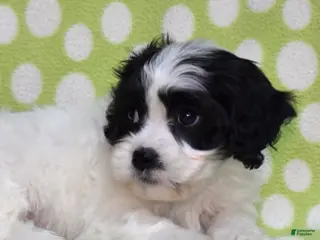 Cavachon dogs for sale: Patch - Ad 3