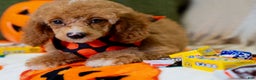 Toy Poodle dogs for sale: Waverly - Ad 10