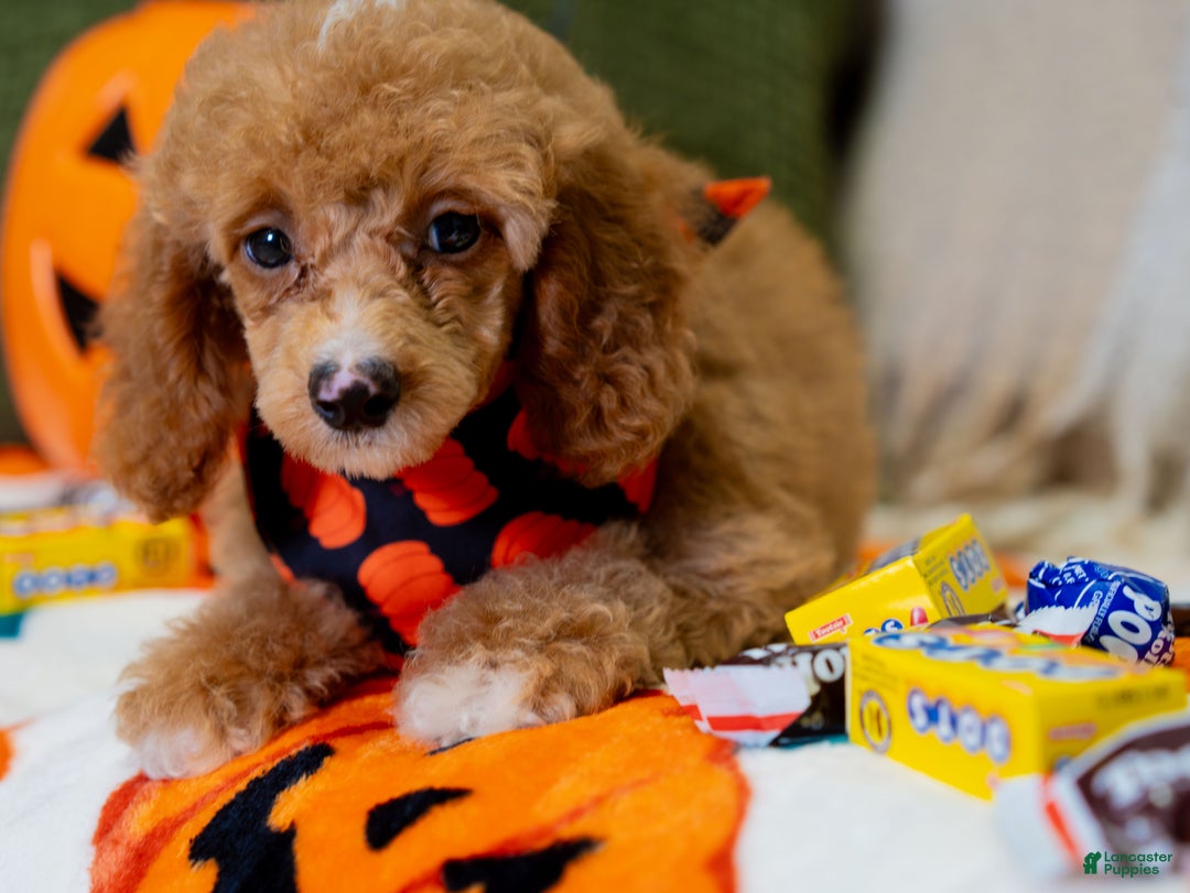 Toy Poodle dogs for sale: Waverly - Ad 10