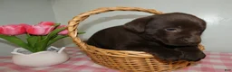 Labrador Retriever dogs for sale: Labrador Retriever Puppy 4 Molly - Ad 3