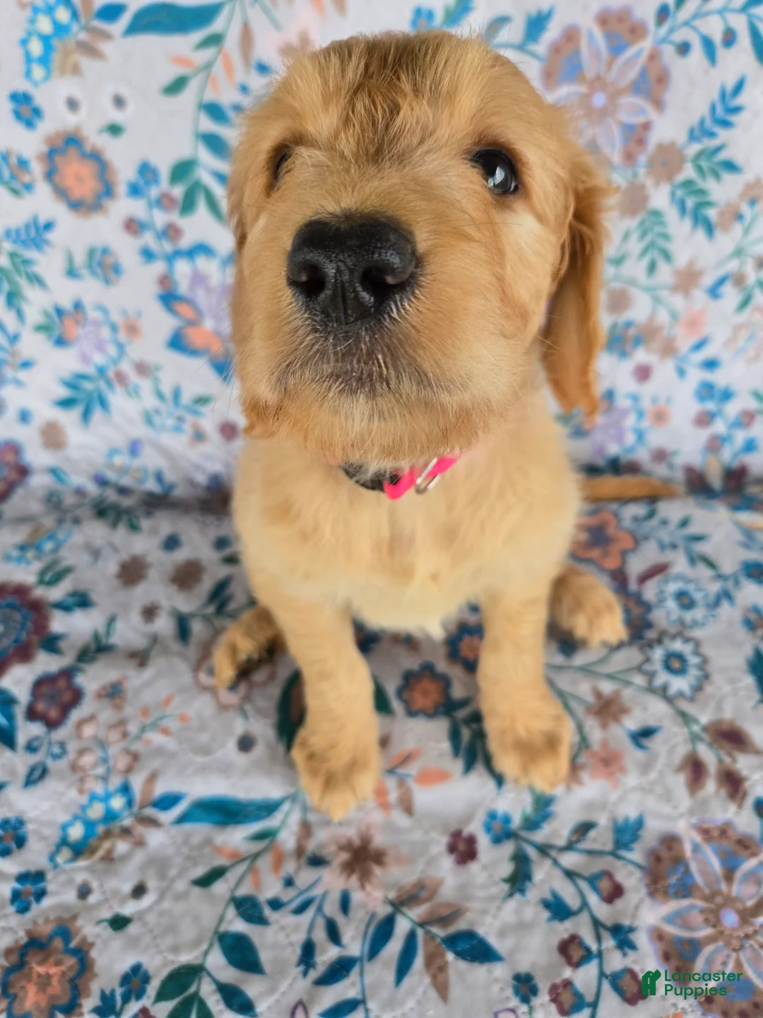 Goldendoodle dogs for sale: Pink Girl - Ad 2