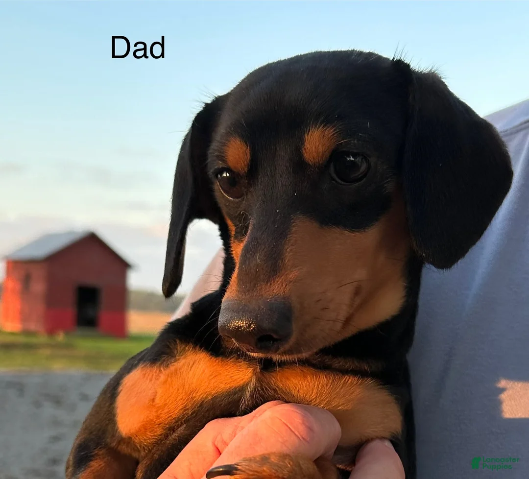 Miniature Dachshund dogs for sale: Willow - Ad 7