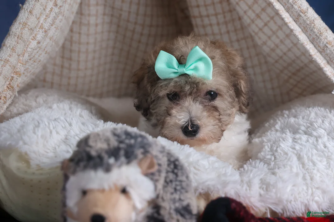 Bichpoo dogs for sale: Sunshine - Ad 3