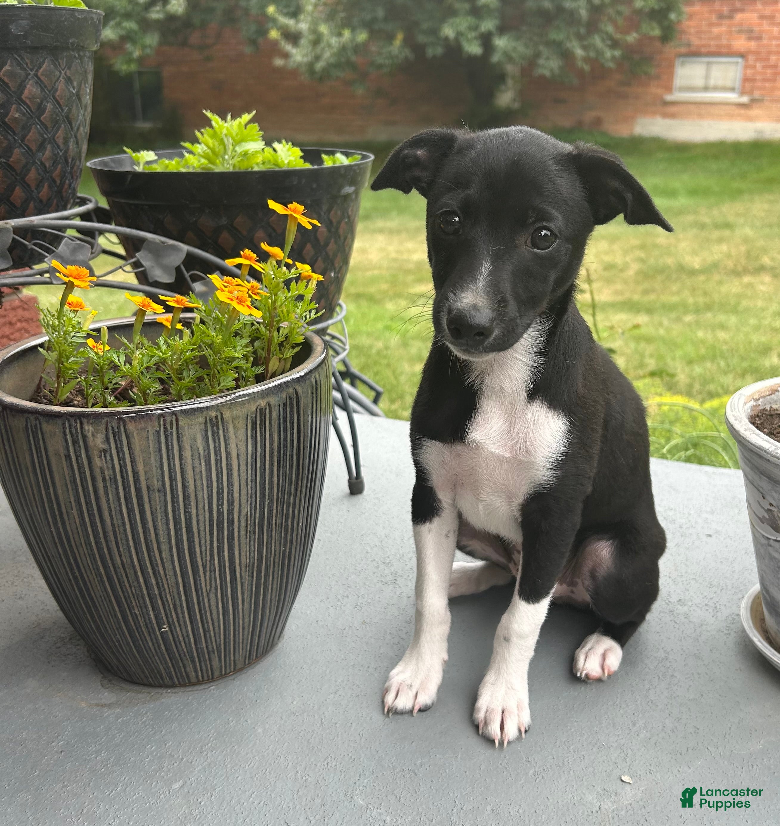 Rat Terrier dogs for sale: Abe - Ad 1