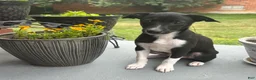 Rat Terrier dogs for sale: Abe - Ad 1