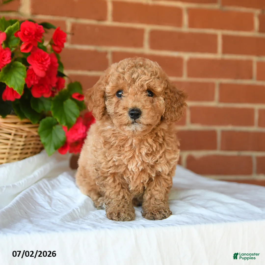 Miniature Poodle dogs for sale: Chase - Ad 1