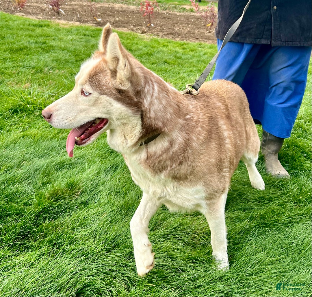 Siberian Husky dogs for sale: Rose - Ad 7