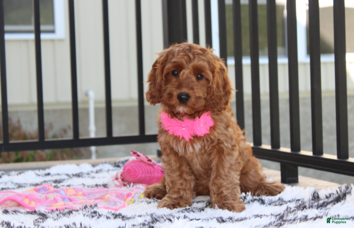 Cockapoo dogs Lacie - Ad 1