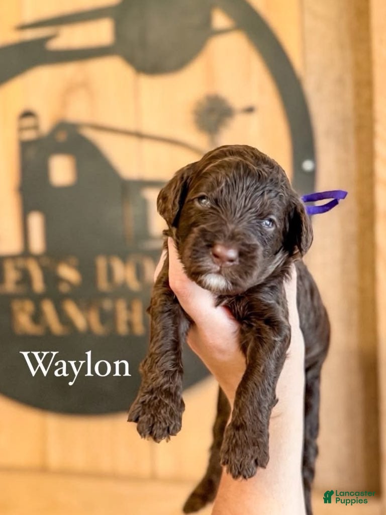 Double Doodle dogs Waylon - Ad 1