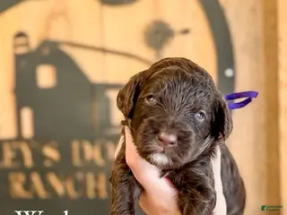 Double Doodle dogs Waylon - Ad 1