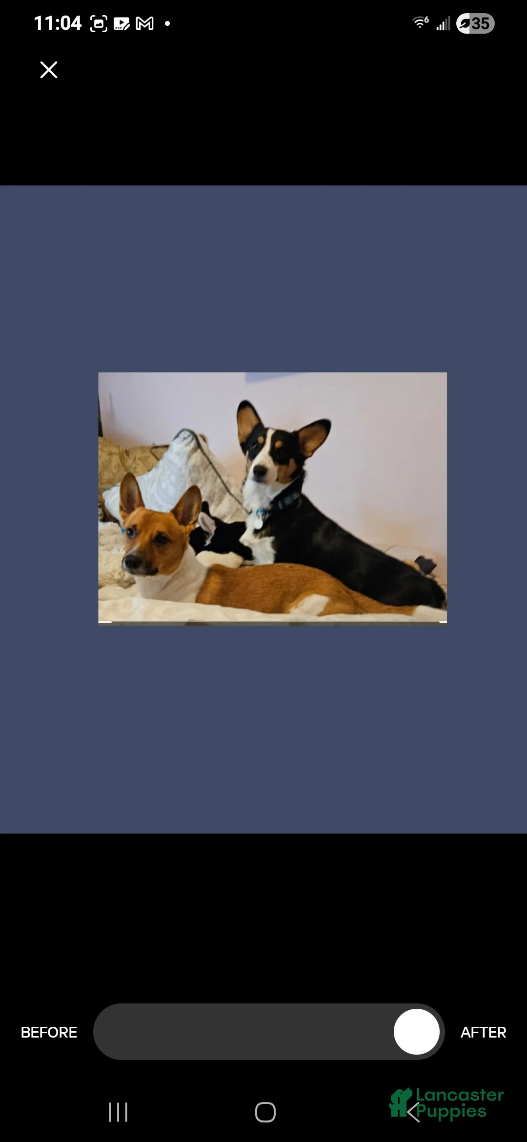 Welsh Corgi Pembroke dogs for sale: Cleopatra - Ad 20