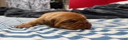 Dogue De Bordeaux dogs for sale: Dogue De Bordeaux Puppy 3 - Ad 3