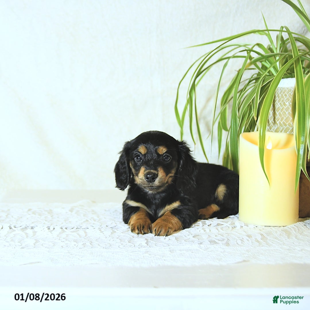 Miniature Dachshund dogs for sale: Nolan - Ad 2