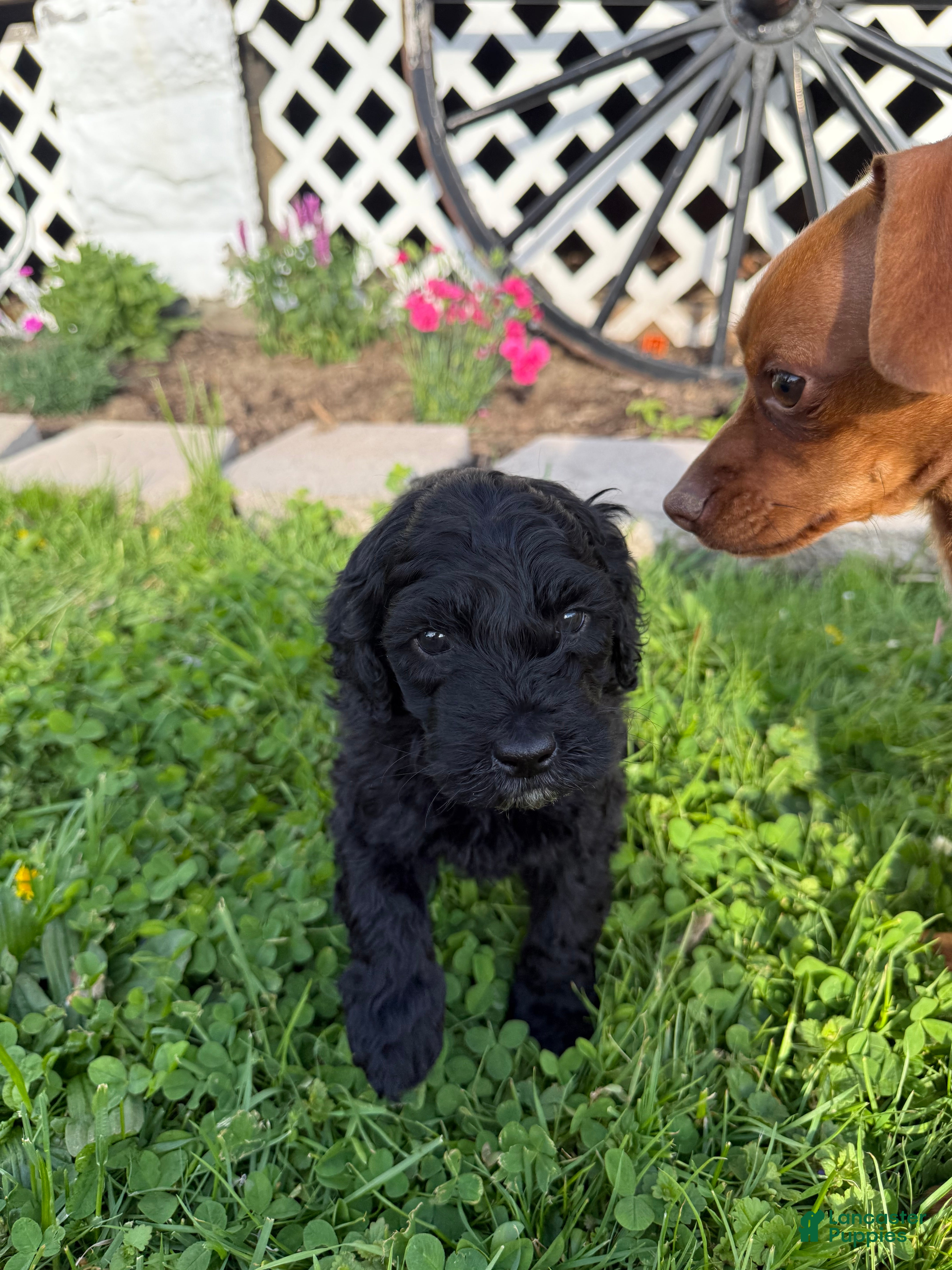 Mini Goldendoodle dogs Junior - Ad 41