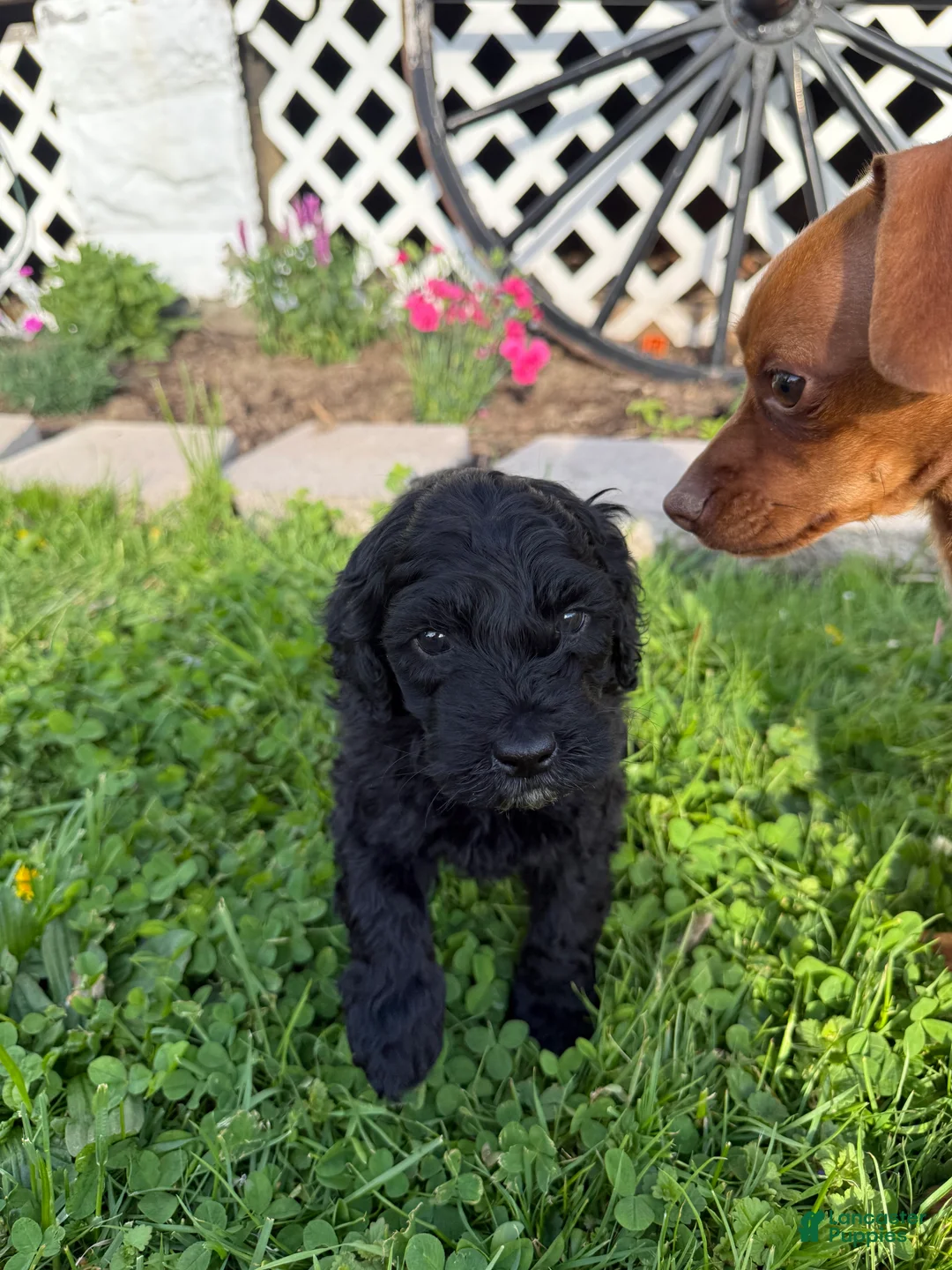 Mini Goldendoodle dogs for sale: Junior - Ad 1