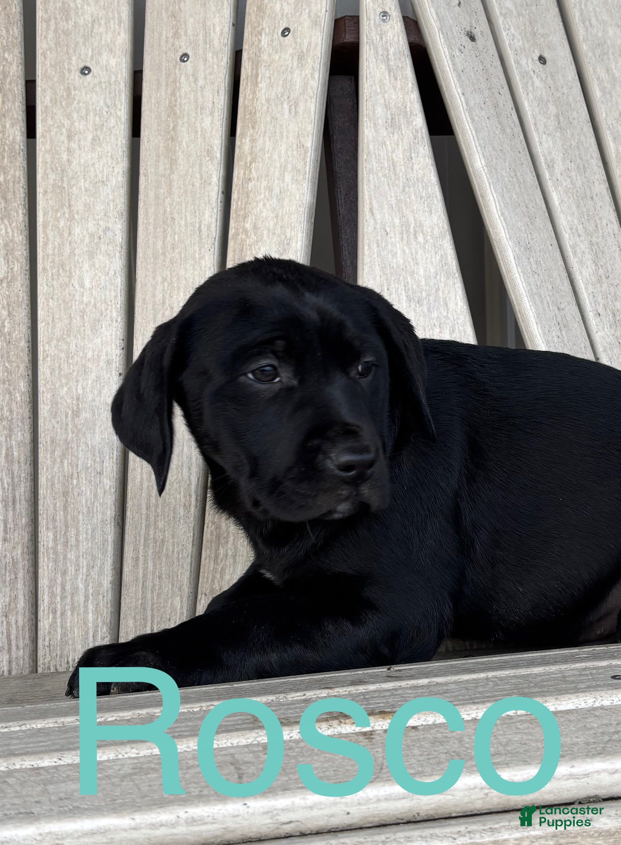 Mixed Breed dogs for sale: Mixed Breed Puppy 3 - Ad 3