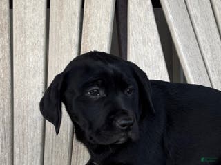 Mixed Breed dogs for sale: Mixed Breed Puppy 3 - Ad 3