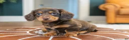 Miniature Dachshund dogs for sale: Lowrider - Ad 2