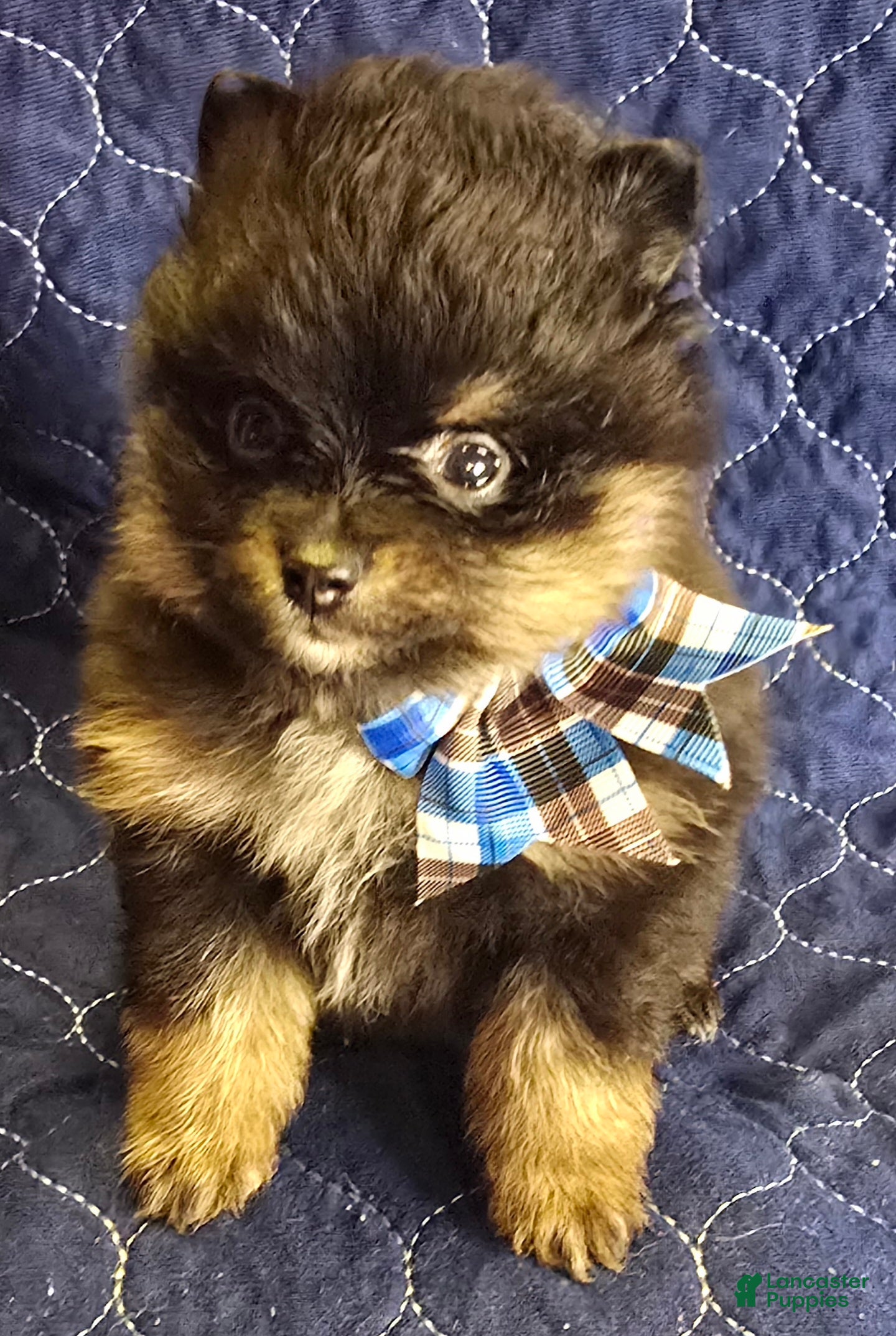 Pomeranian dogs Black & Tan boy - Ad 5